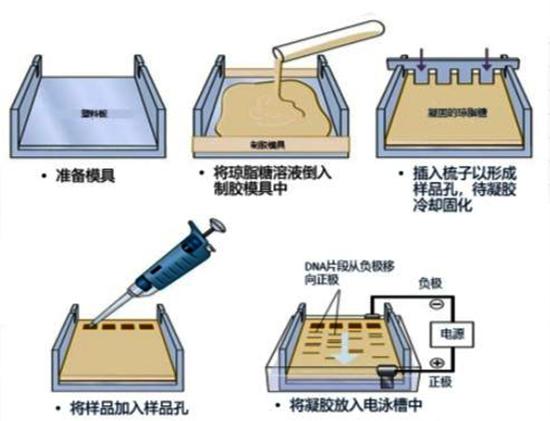 琼脂糖凝胶电泳步骤.jpg
